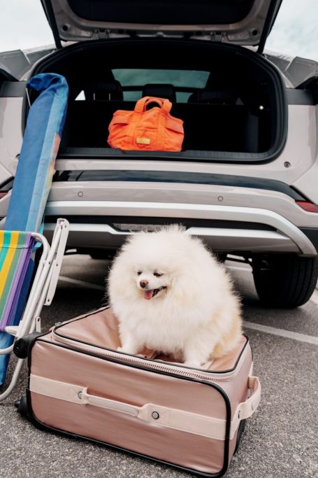 Alojamientos Pet Friendly Alojamientos Pet Friendly